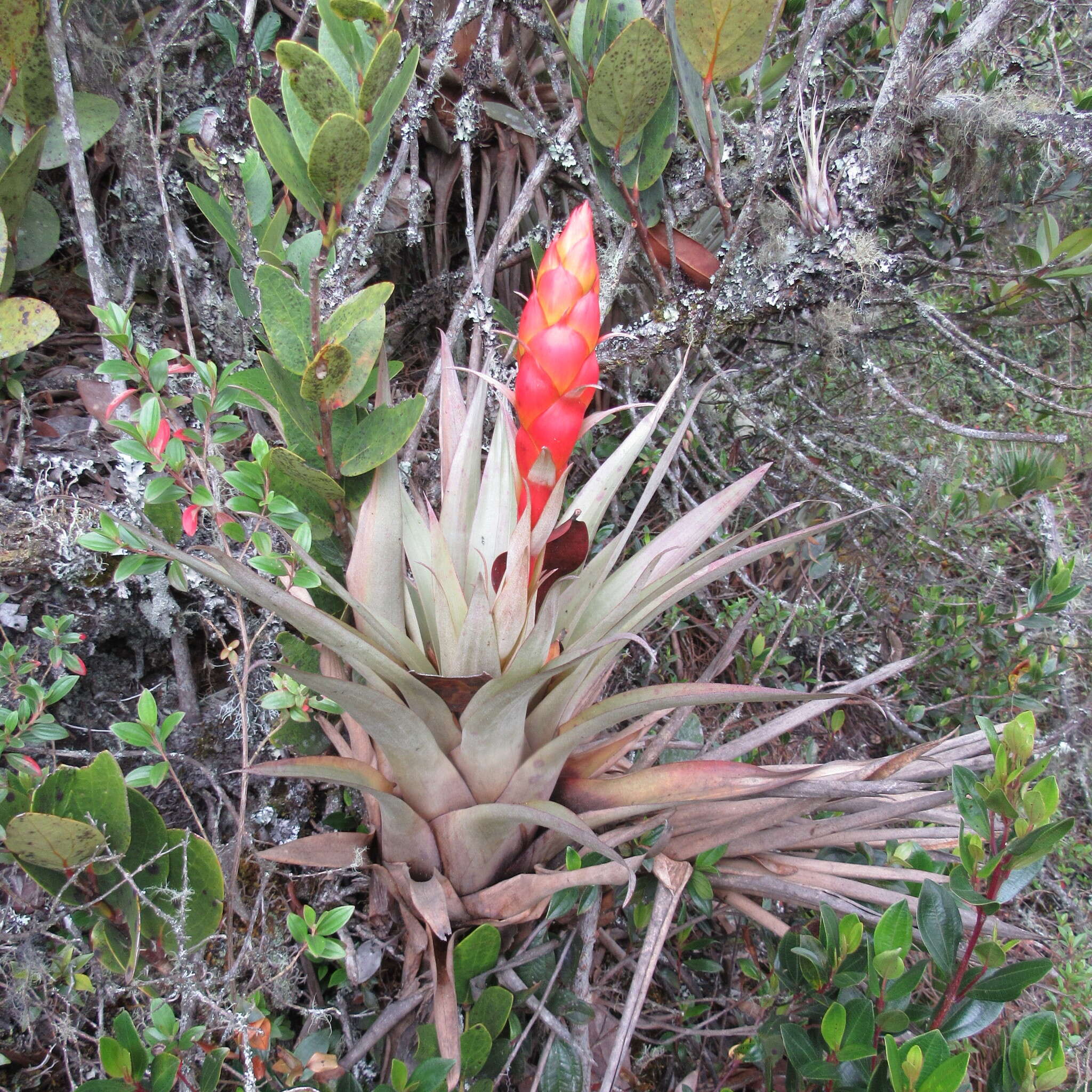 Tillandsia turneri Baker resmi