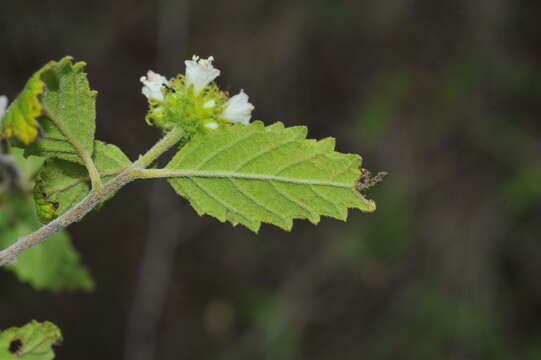 Image de Varronia bullata L.