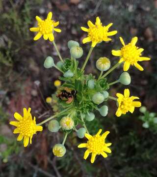 Image de Euryops algoensis DC.