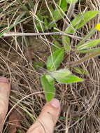 Wedelia foliacea (Spreng.) B. L. Turner resmi