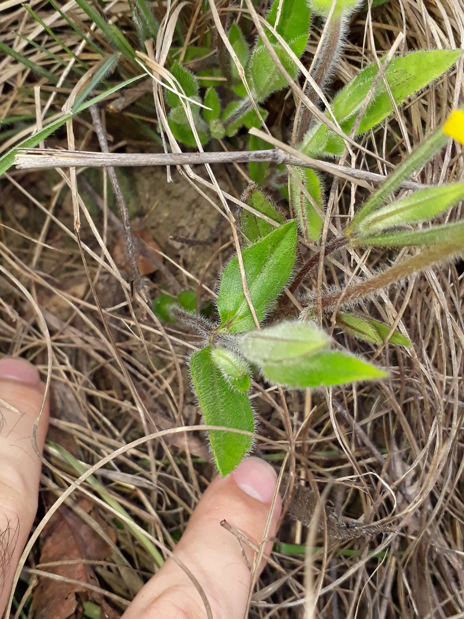 Wedelia foliacea (Spreng.) B. L. Turner resmi