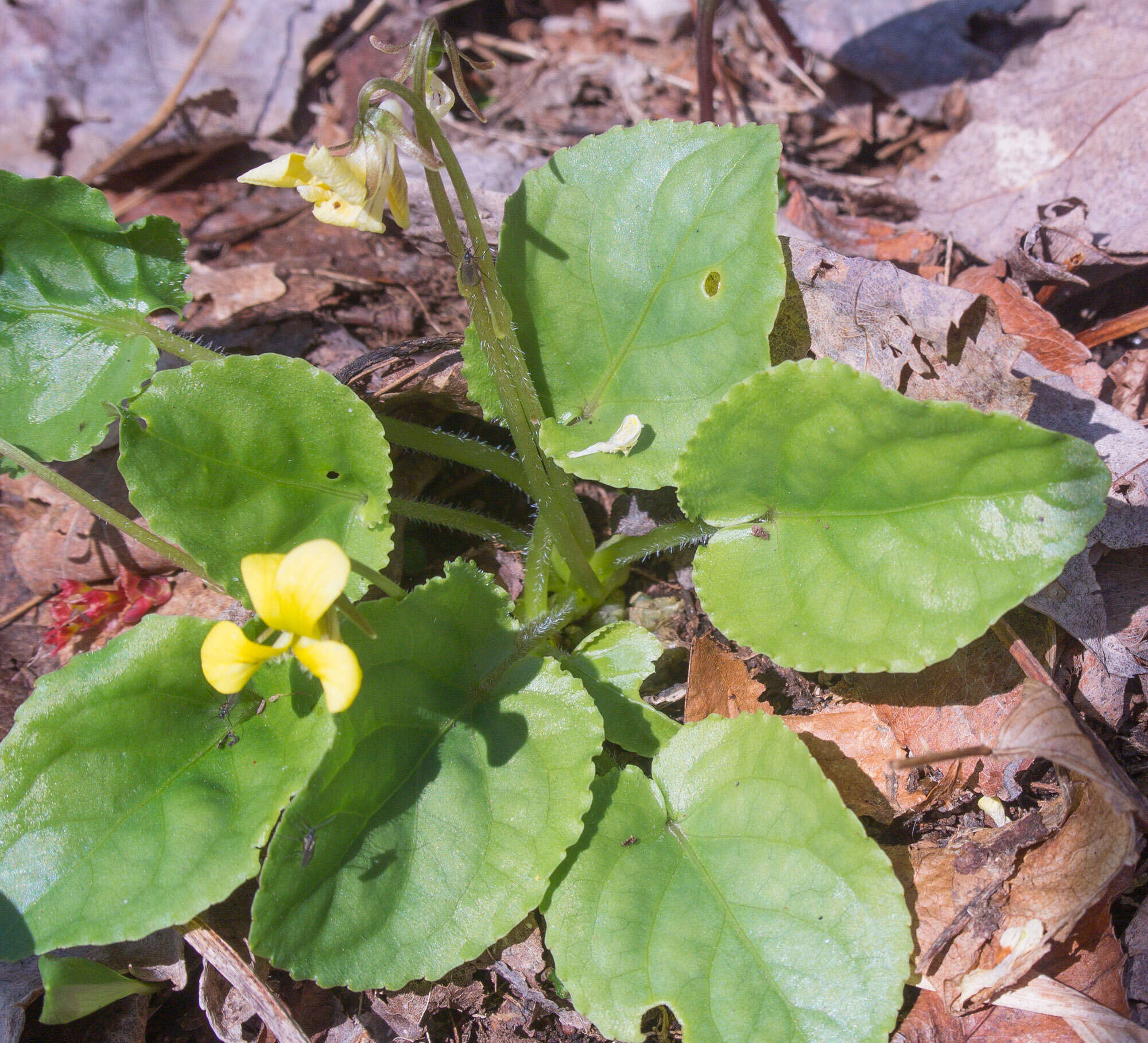 Image of roundleaf yellow violet