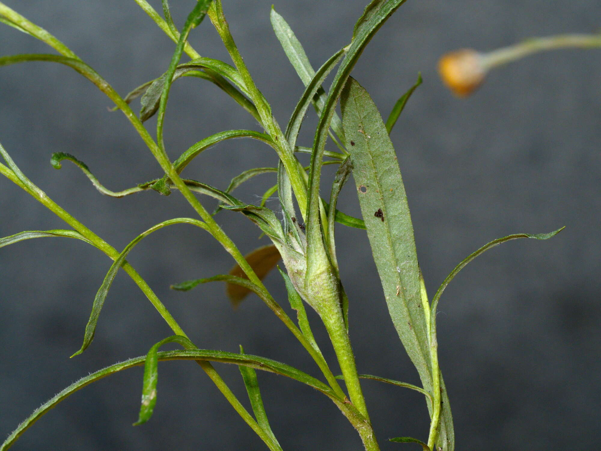 Image of Coronidium gunnianum (Hook.) N. G. Walsh