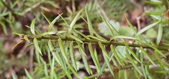 Podocarpus acutifolius Kirk resmi