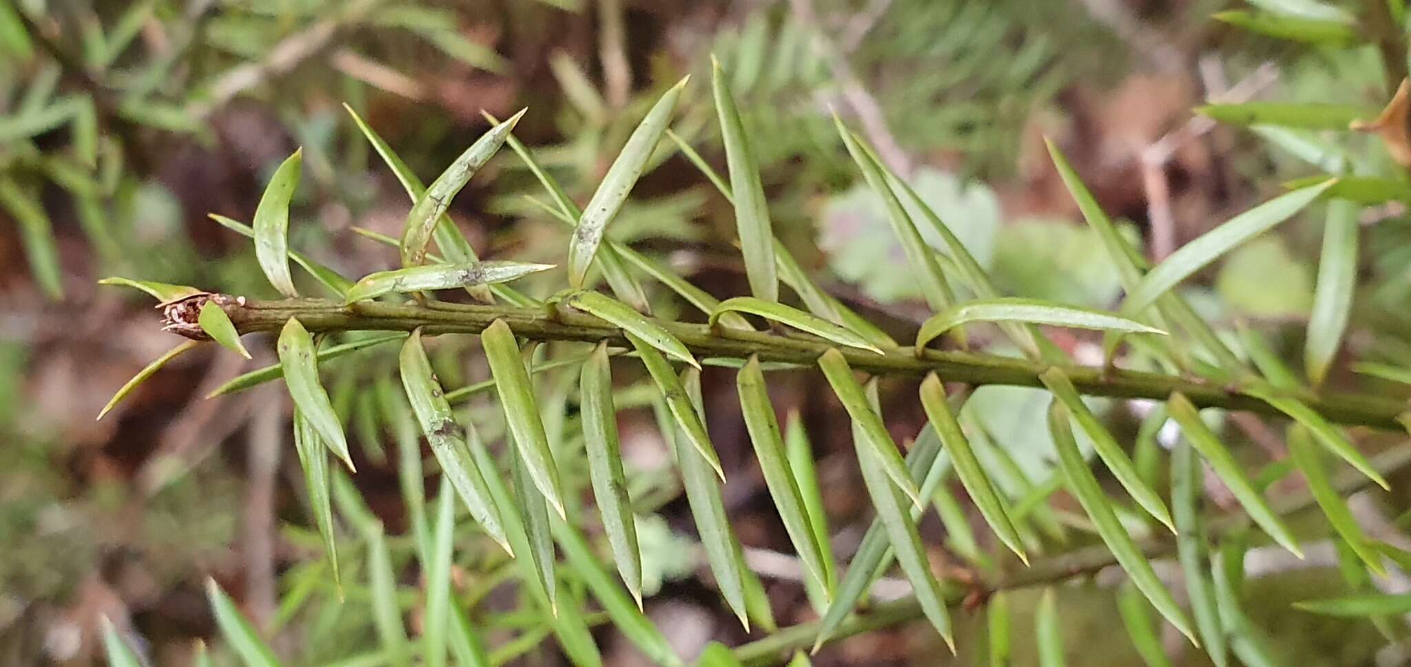 Image of Needle-leaved Totara