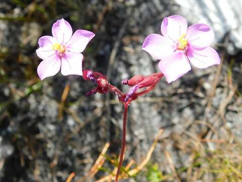 Image of Drosera ramentacea Burch. ex DC.