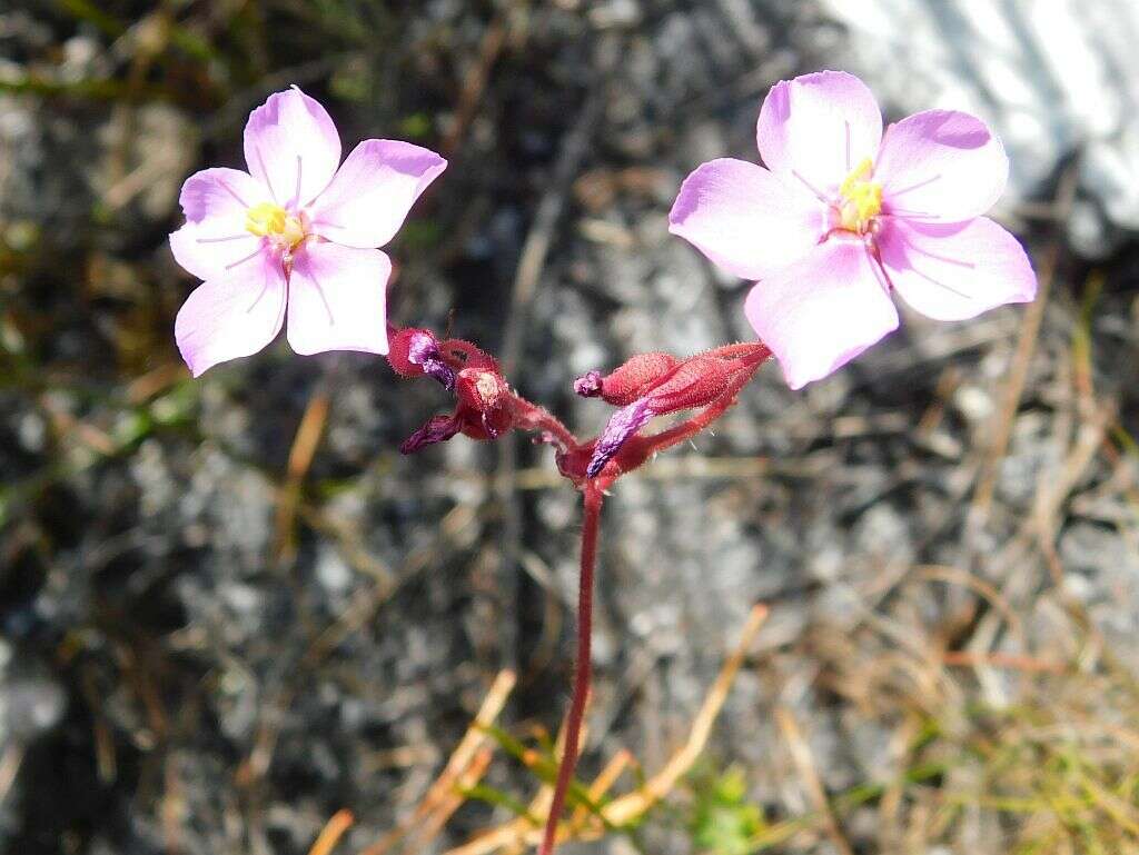 Drosera ramentacea Burch. ex DC.的圖片