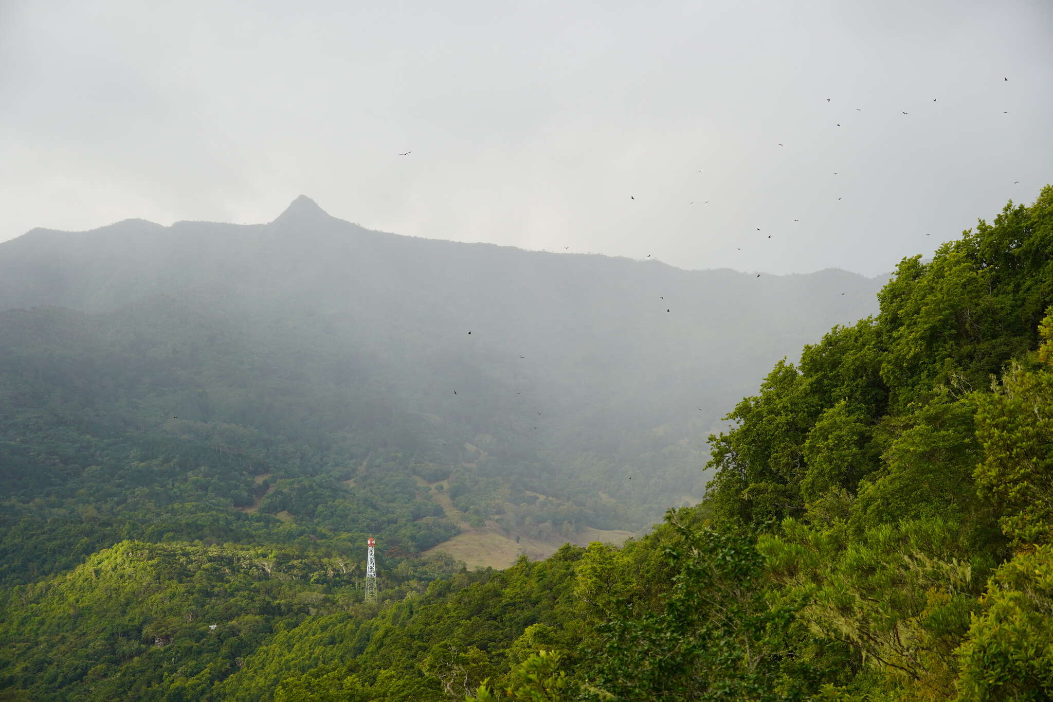 Image of Greater Mascarene Flying Fox