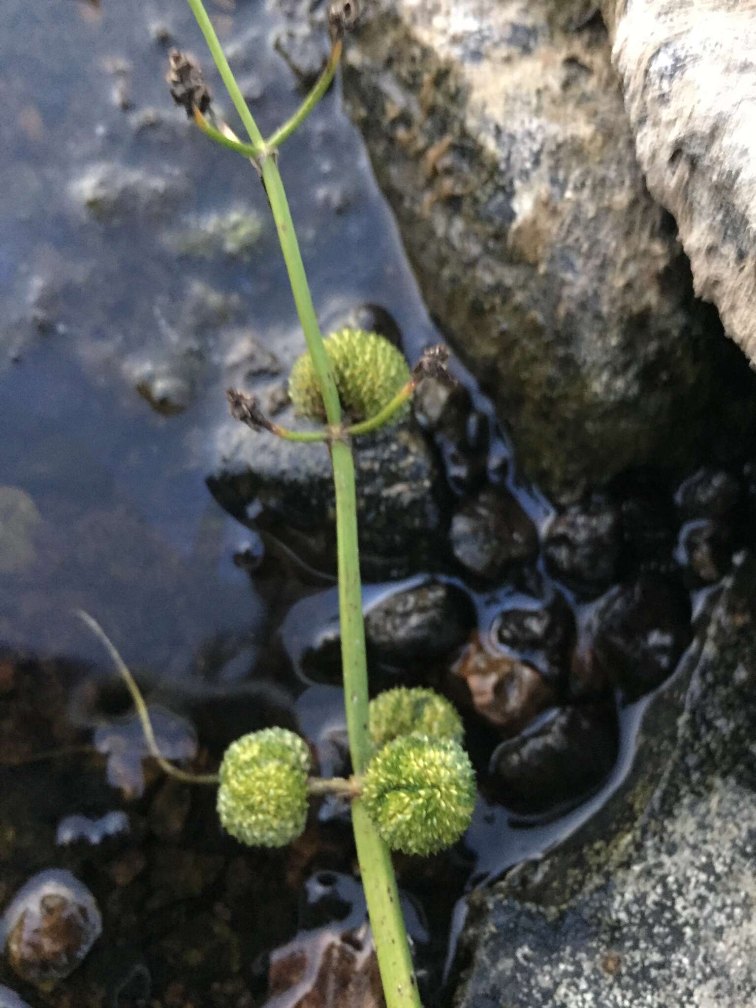 Plancia ëd Sagittaria cuneata E. Sheld.