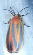 Image of Painted Lichen Moth