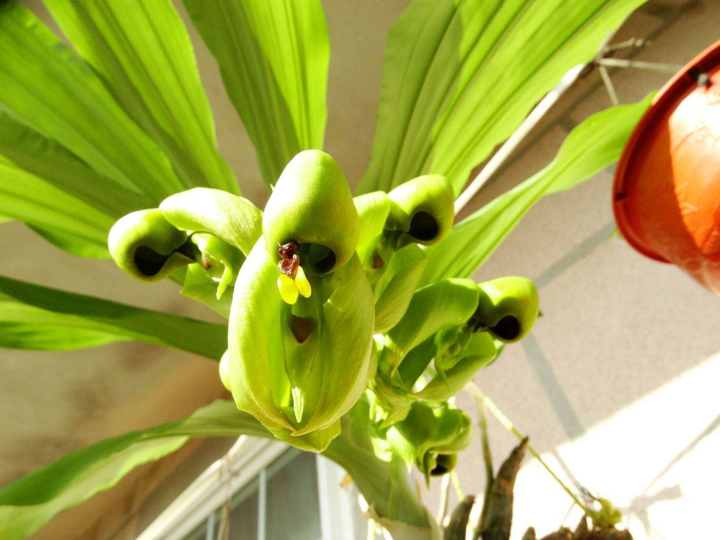 Image of Catasetum integerrimum Hook.