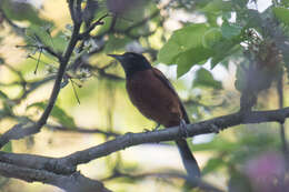 Image of Orchard Oriole