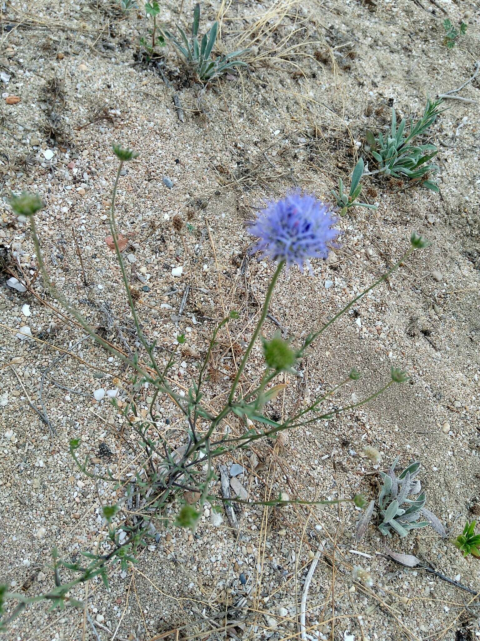 Image of Jasione heldreichii Boiss. & Orph.