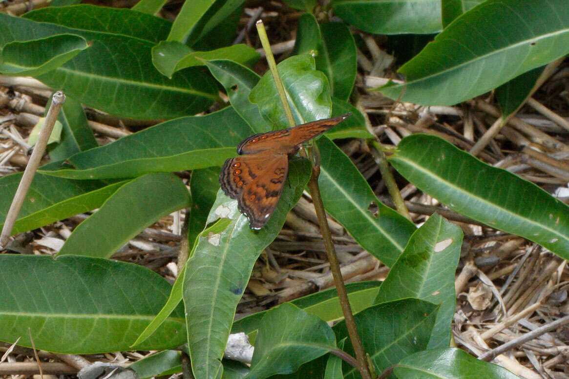 Image of Junonia hedonia Linnaeus 1764