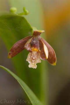 Image of Prosthechea livida (Lindl.) W. E. Higgins