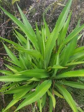 Image of Cuban hemp