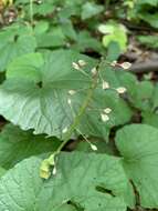 Imagem de Pachyphragma macrophyllum (Hoffm.) N. Busch