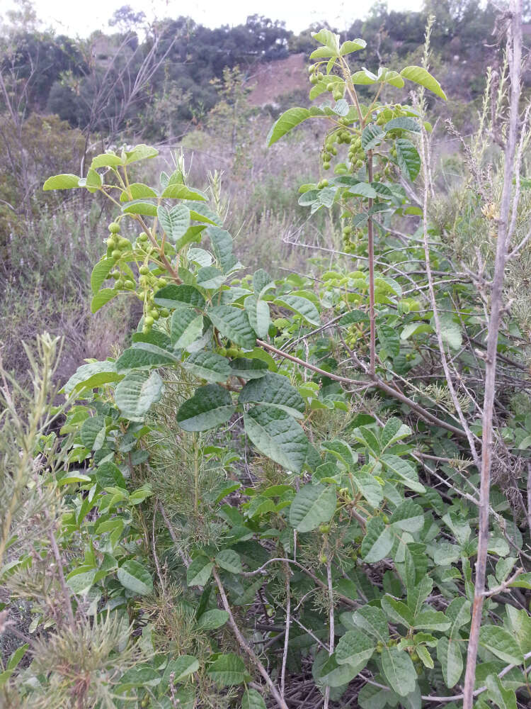 Image of Pacific poison oak