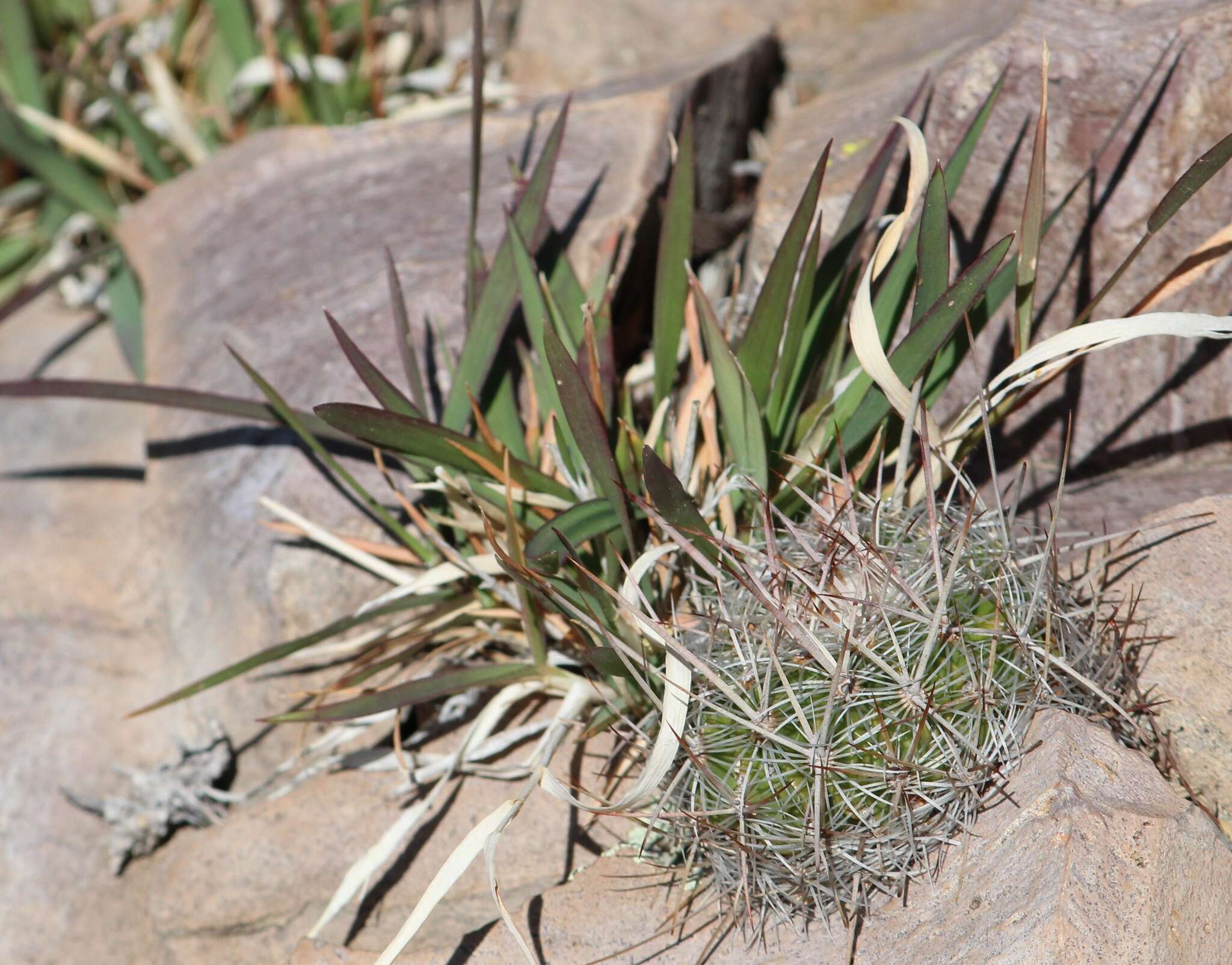 Sivun Echinofossulocactus tetraxiphus kuva