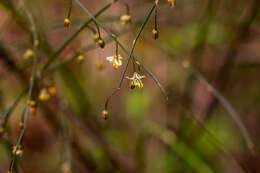 Image of Broom asparagus