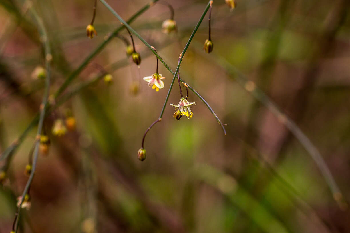 Image of Broom asparagus