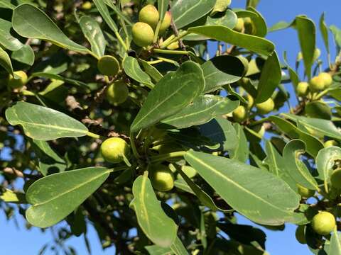 Ficus natalensis subsp. natalensis的圖片