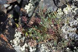 Image of Yukon podistera