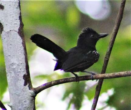 Image of Black-hooded Antshrike