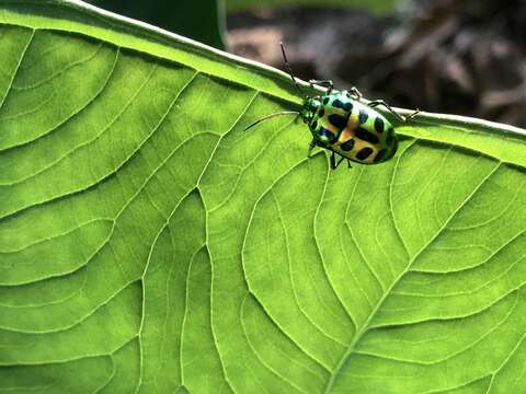 Image of <i>Chrysocoris stockerus</i>