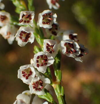 Image of Erica pseudocalycina Compton