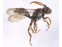 Image of Nomada australensis Perkins 1912