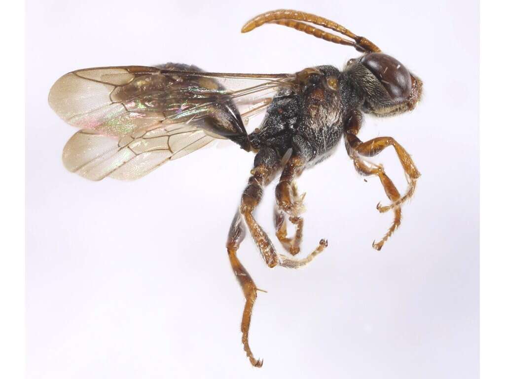 Image of Nomada australensis Perkins 1912