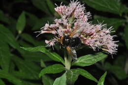 Image de Tachina grossa (Linnaeus 1758)