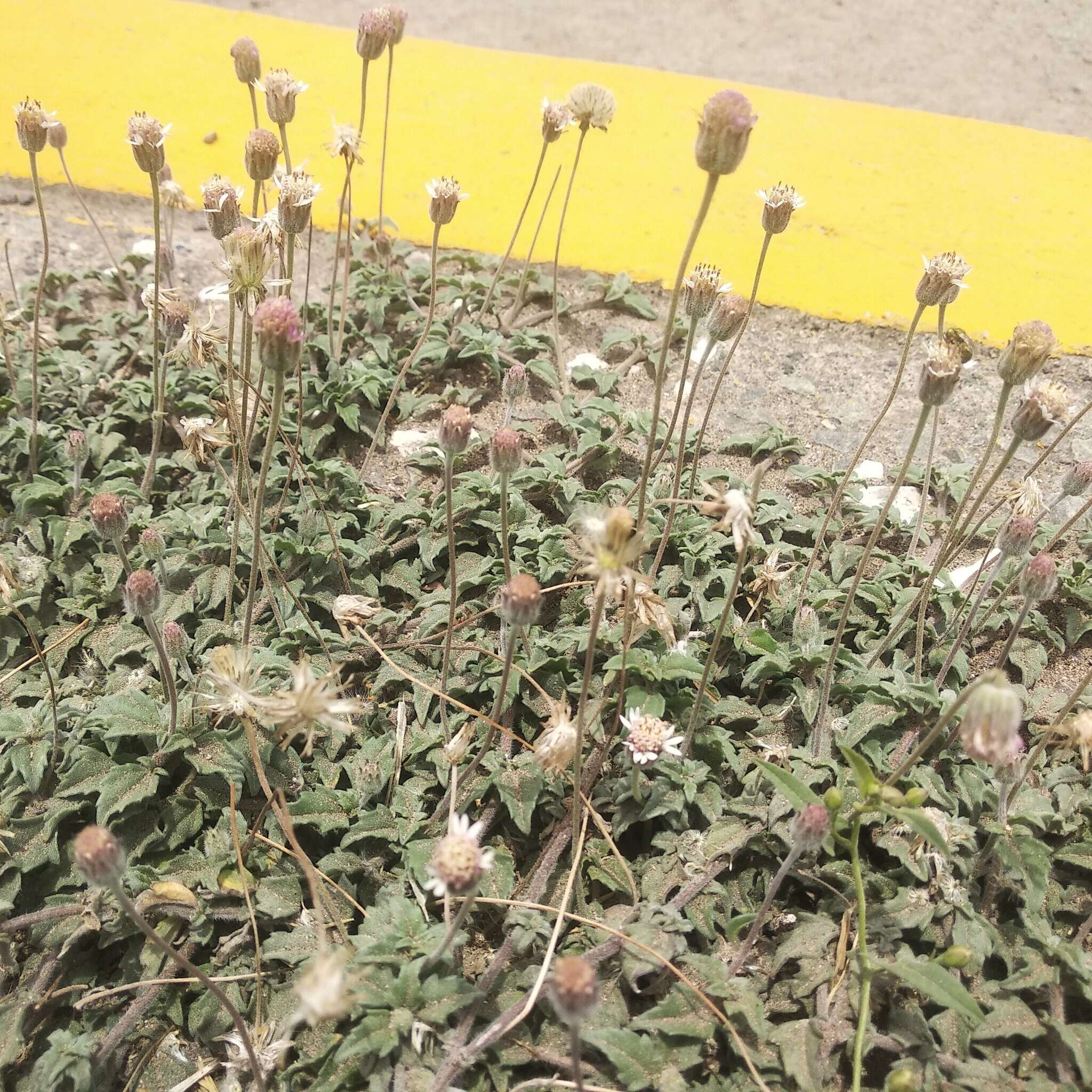 Image of Tridax mexicana A. M. Powell