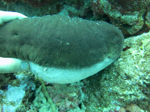 Image of Stonefish