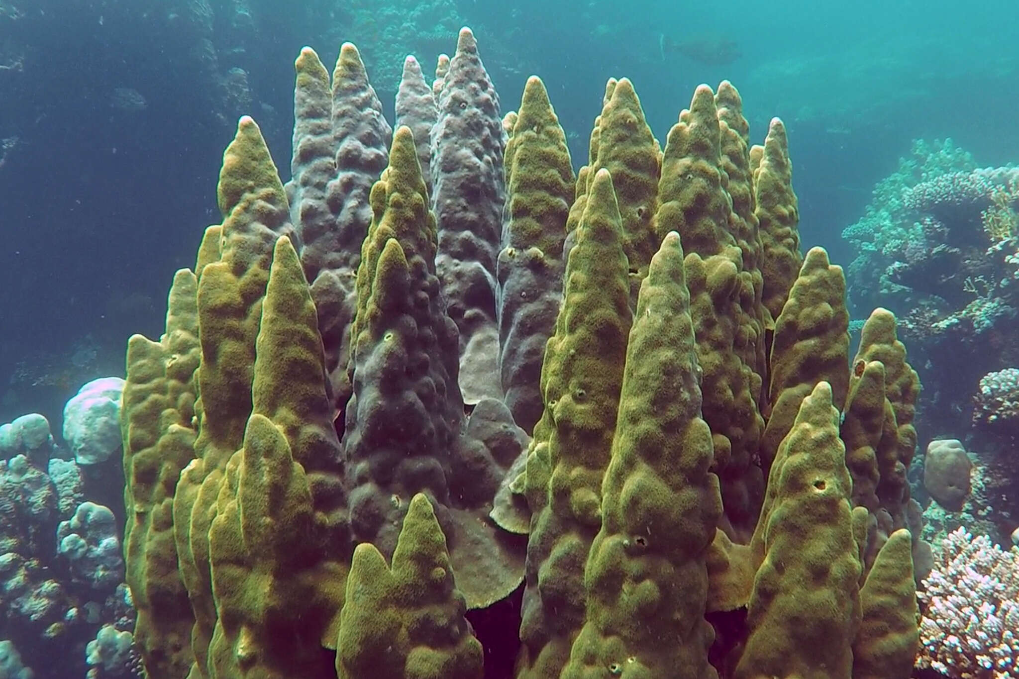 Image of Porites columnaris Klunzinger 1879