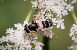 Leucozona xylotoides (Johnson 1916) resmi