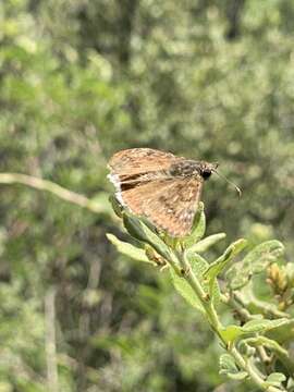 Image of Erynnis tristis tatius (W. H. Edwards 1883)