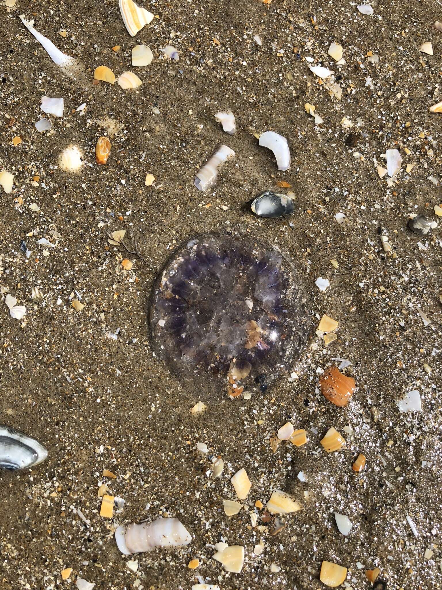 Image of Blue Jellyfish