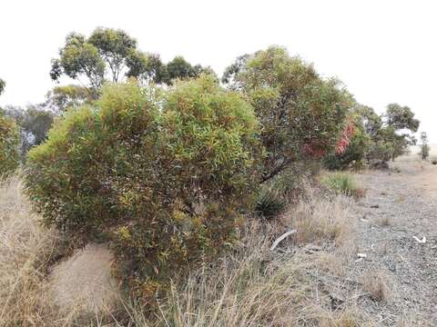 Image of Eucalyptus buprestium F. Müll.