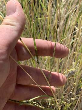 Image of Helianthus devernii Draper