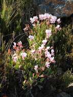 Image of Pelargonium ovale (Burm. fil.) L'Her.