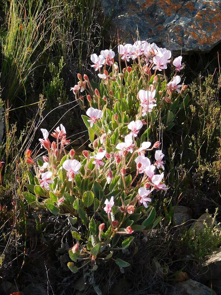 Image of Pelargonium ovale (Burm. fil.) L'Her.