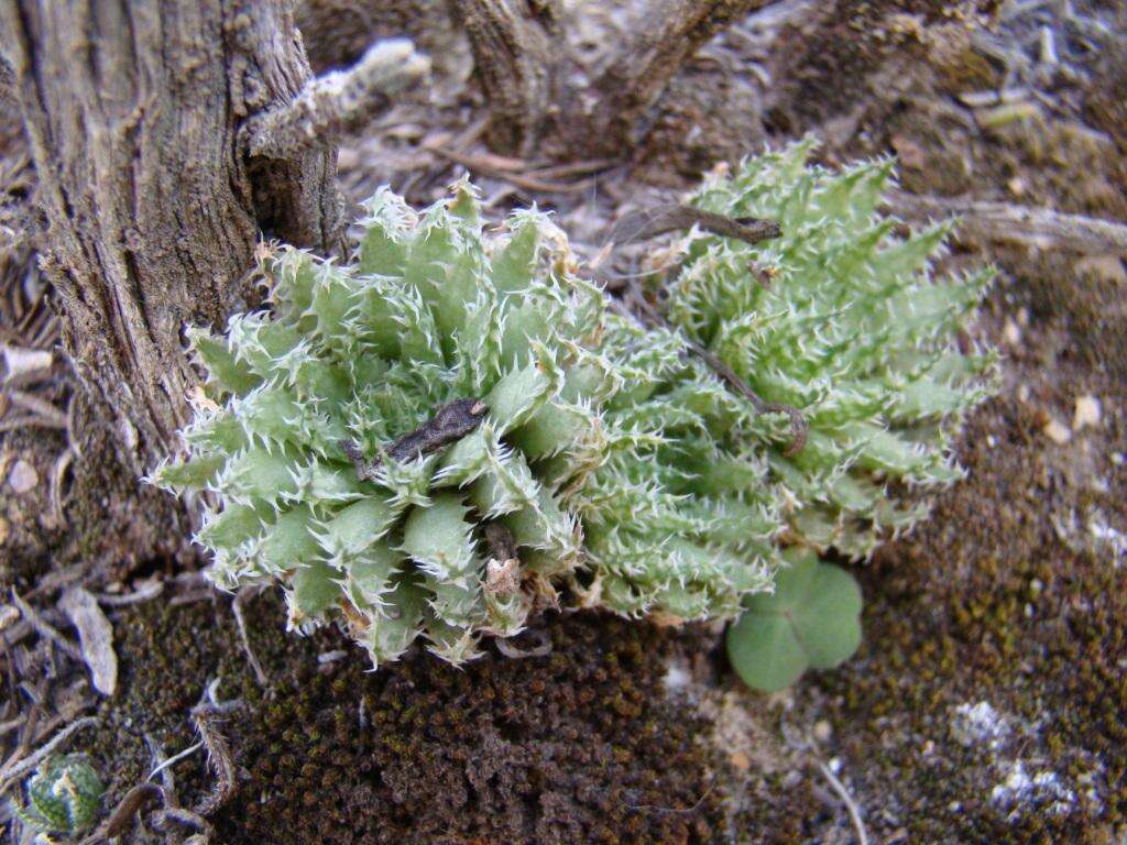 Image of Haworthia herbacea var. herbacea