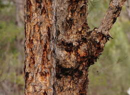 صورة Corymbia eximia (Schauer) K. D. Hill & L. A. S. Johnson