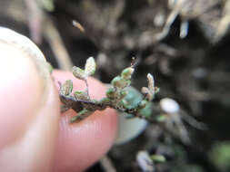 Image of lace lipfern