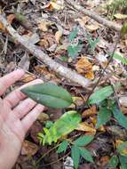 Image of Long-claw orchids