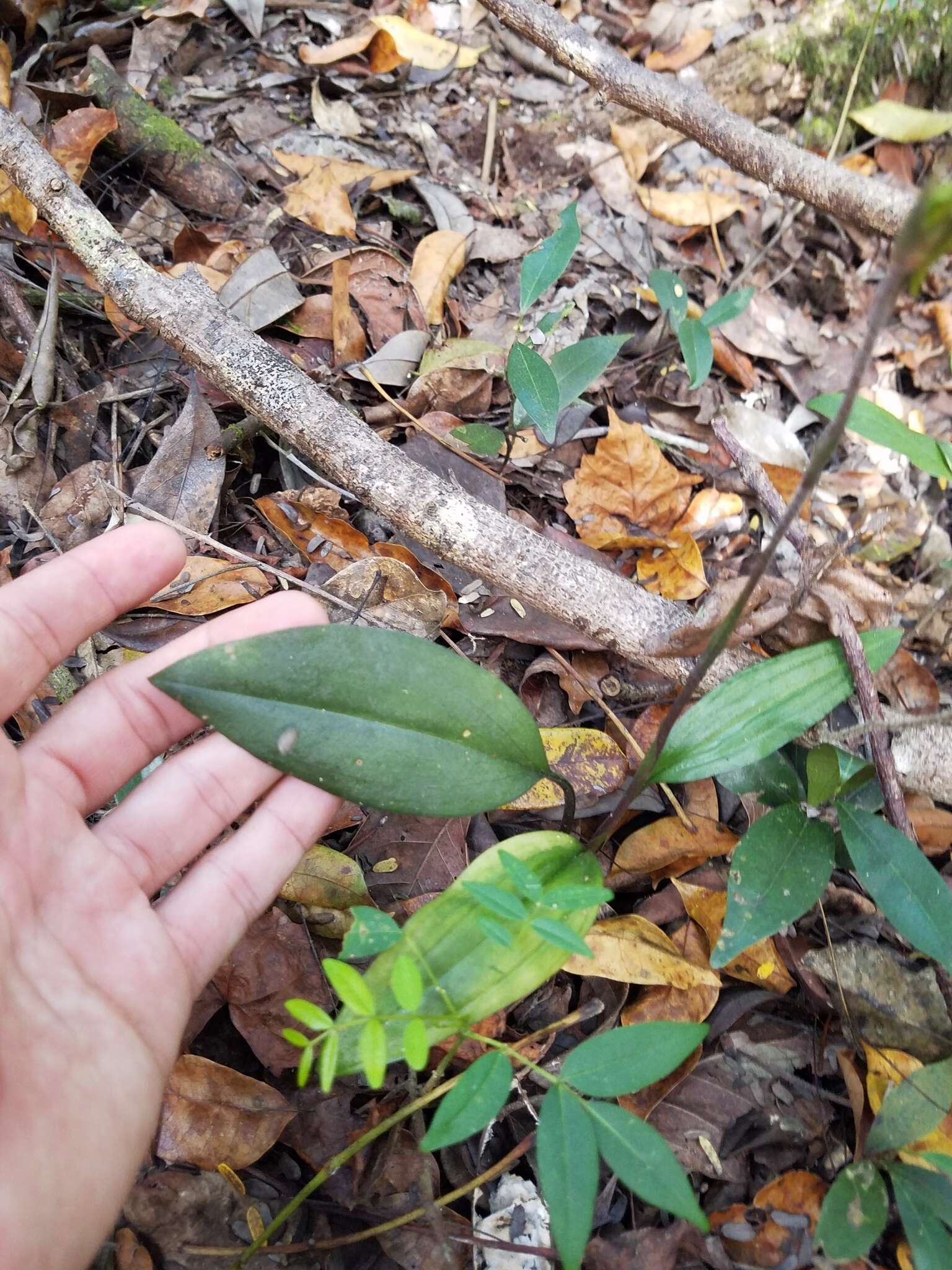 Image of Long-claw orchids