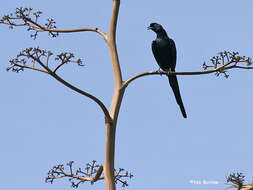 Image of Bristle-crowned Starling