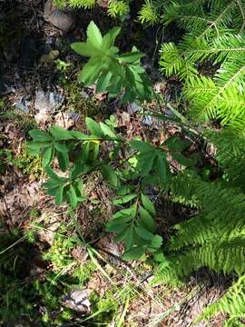 Image of Broad-Leaf Meadowsweet